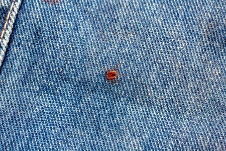 A true ixodid mite blood sucking parasite carrying the acarid disease sits on a On a white field on a hot summer day, hunting in anticipation of the victimの写真素材