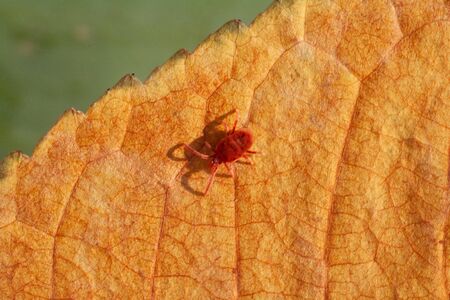 A true ixodid mite blood sucking parasite carrying the acarid disease sits on a On a green leaf of grass in the field on a hot summer day, hunting in anticipation of the victimの写真素材
