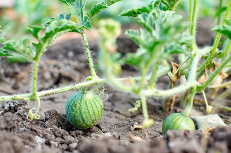 Organic watermelon growing on the field at eco farm. Closeup of growing small green striped watermelon in farmer's hand. Tying the fruit of an early watermelon in the spring in the gardenの写真素材
