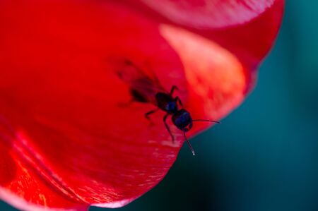 Group of colorful tulip. Real live red tulips blooming in early spring in the garden. lit by...