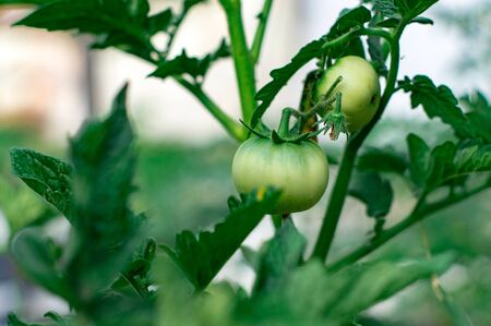 Green tomatoes in early spring on the gardener bed in his garden. Green tomatoes. Agriculture concept.の写真素材