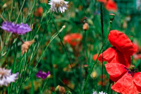 summer meadow with red poppies Field of wild of different colored species red purple yellow growing outdoors in a natural environment under the open skyの写真素材