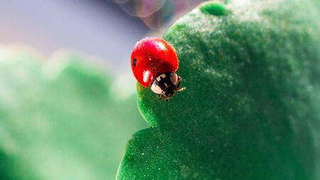 Macro of ladybug on a blade of grass in the morning sun Ladybug - bug. Natural insecticide that destroys pests of crops. A closeup of a ladybug.の写真素材