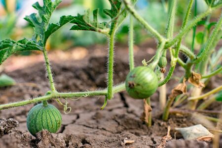 Organic watermelon growing on the field at eco farm. Closeup of growing small green striped watermelon in farmer's hand. Tying the fruit of an early watermelon in the spring in the gardenの写真素材