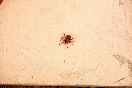 A true ixodid mite blood sucking parasite carrying the acarid disease sits on a On a white field on a hot summer day, hunting in anticipation of the victimの写真素材