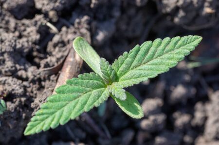 Healing marijuana germinating seed a small young green sprout with leaves