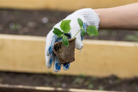 The gardener planted seedlings of cucumbers in the ground. Small plants of cucumbers grown in pots for planting in beds. Growing organic food in your garden.の写真素材