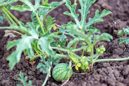 Organic watermelon growing on the field at eco farm. Closeup of growing small green striped watermelon in farmer's hand. Tying the fruit of an early watermelon in the spring in the gardenの写真素材
