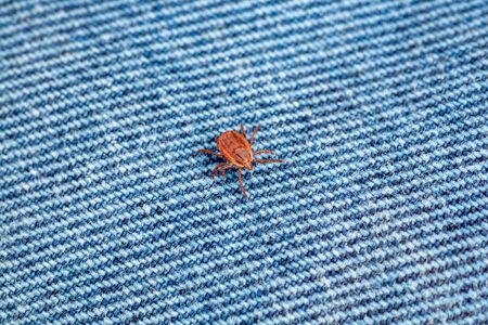 A true ixodid mite blood sucking parasite carrying the acarid disease sits on a On a white field on a hot summer day, hunting in anticipation of the victimの写真素材