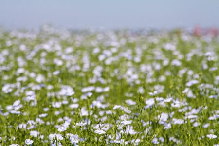 blooming huge field of blue flax flowers on a green background of stems and leavesの写真素材