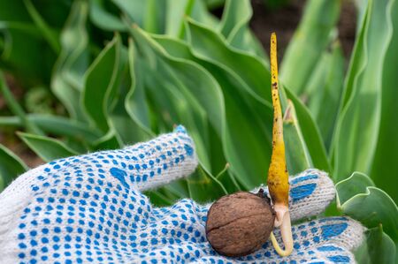 Walnut sprouted root and sprout through a crack. Planting a walnut tree in the garden. The gardener is planting seeds.の写真素材