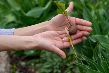 Walnut sprouted root and sprout through a crack. Planting a walnut tree in the garden. The gardener...