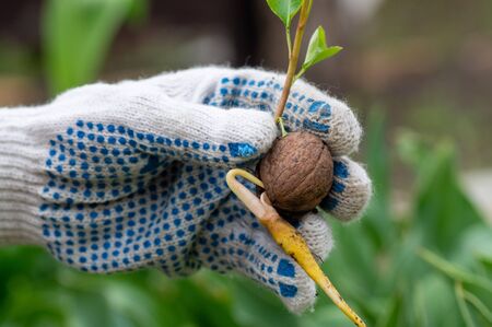 Walnut sprouted root and sprout through a crack. Planting a walnut tree in the garden. The gardener is planting seeds.の写真素材