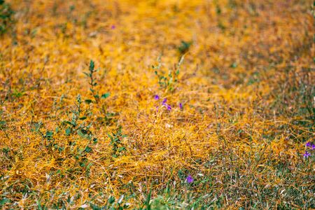 Dodder Genus Cuscuta is The parasite wraps the stems of plant cultures with yellow threads and sucks...