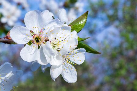Branches of blossoming apricot macro with soft focus on gentle light blue sky background. For easter and spring greeting cards with beautiful floral spring abstract background of natureの写真素材