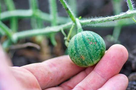 Organic watermelon growing on the field at eco farm. Closeup of growing small green striped watermelon in farmers hand. Tying the fruit of an early watermelon in the spring in the gardenの写真素材