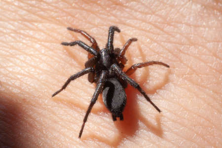 a small poisonous spider on the arm of a man bites the skin injects poison