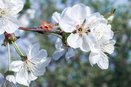 Branches of blossoming apricot macro with soft focus on gentle light blue sky background. For easter and spring greeting cards with beautiful floral spring abstract background of natureの写真素材