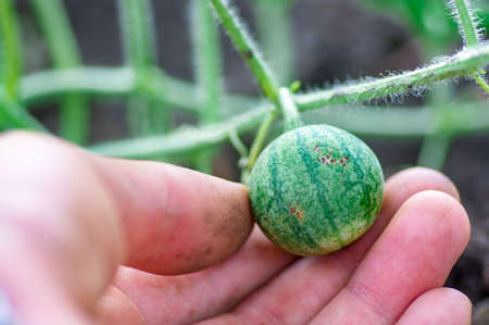 Organic watermelon growing on the field at eco farm. Closeup of growing small green striped watermelon in farmers hand. Tying the fruit of an early watermelon in the spring in the gardenの写真素材