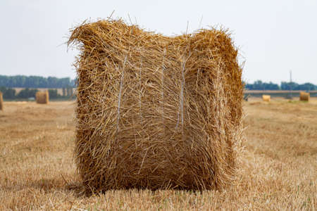 A tractor with a trailed bale making machine collects straw rolls in the field and makes round large balesの写真素材