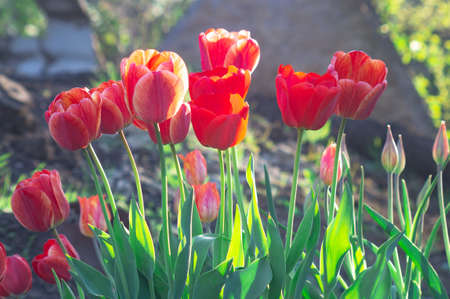 Group of colorful tulip. Real live red tulips blooming in early spring in the garden. lit by sunlight. Soft selective focus, tulip close up, toning. Bright colorful tulip photo backgroundの写真素材