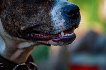 Muzzle of a large evil guard dog with large teeth close-up. The open jaws of a guard dog. Home Rottweiler guards the house.の写真素材