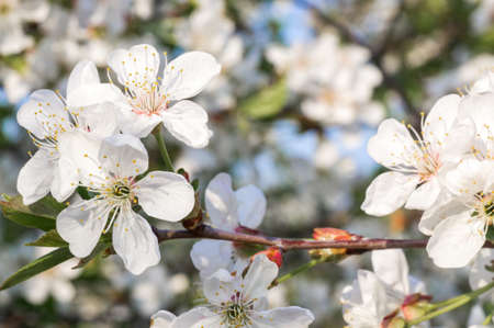 Branches of blossoming apricot macro with soft focus on gentle light blue sky background. For easter...