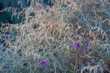 Artemisia cana silver-green plant.Silver sagebrush, close up, hoary sagebrush, dwarf s.の写真素材