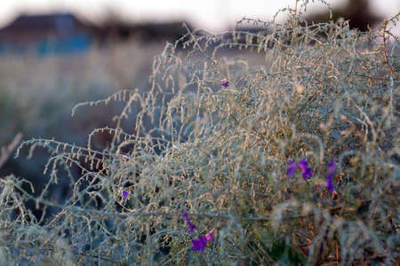 Artemisia cana silver-green plant.Silver sagebrush, close up, hoary sagebrush, dwarf s.