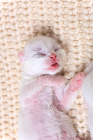 Newborn little kittens for the first time suck a cats milk with eyes closed. Little albino kittens...