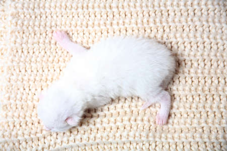 Newborn little kittens for the first time suck a cats milk with eyes closed. Little albino kittens...