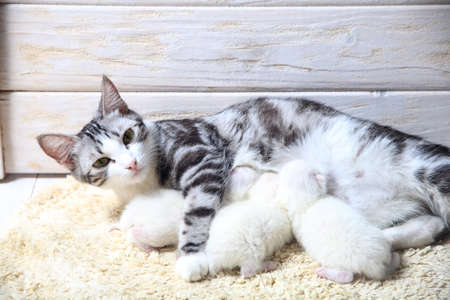 Newborn little kittens for the first time suck a cats milk with eyes closed. Little albino kittens are completely white. The cat gave birth to kittens and sleeps with them.の写真素材