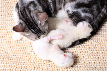 Newborn little kittens for the first time suck a cats milk with eyes closed. Little albino kittens are completely white. The cat gave birth to kittens and sleeps with them.の写真素材