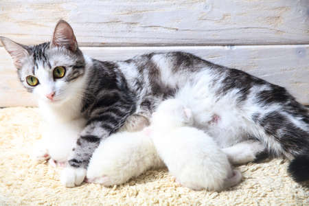 Newborn little kittens for the first time suck a cats milk with eyes closed. Little albino kittens are completely white. The cat gave birth to kittens and sleeps with them.の写真素材