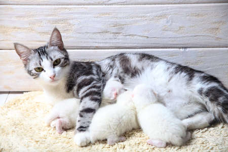 Newborn little kittens for the first time suck a cats milk with eyes closed. Little albino kittens are completely white. The cat gave birth to kittens and sleeps with them.の写真素材