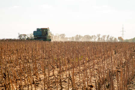 Crop in the Large field of dry sunflower on a sunny day. Autumn harvest., in the background big harvester mowing ripe,の写真素材
