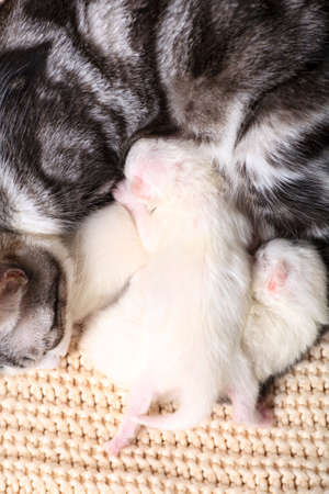 Newborn little kittens for the first time suck a cats milk with eyes closed. Little albino kittens are completely white. The cat gave birth to kittens and sleeps with them.の写真素材
