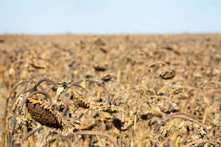 Crop in the Large field of dry sunflower on a sunny day. Autumn harvest., in the background big harvester mowing ripe,の写真素材