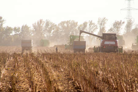 Crop in the Large field of dry sunflower on a sunny day. Autumn harvest., in the background big harvester mowing ripe,の写真素材