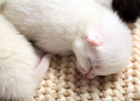 Newborn little kittens for the first time suck a cats milk with eyes closed. Little albino kittens are completely white. The cat gave birth to kittens and sleeps with them.の写真素材