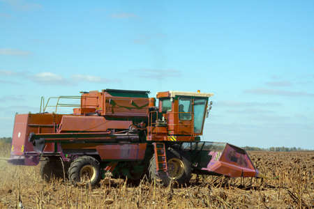 Crop in the Large field of dry sunflower on a sunny day. Autumn harvest., in the background big harvester mowing ripe,の写真素材
