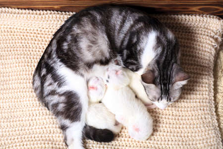 Newborn little kittens for the first time suck a cats milk with eyes closed. Little albino kittens are completely white. The cat gave birth to kittens and sleeps with them.の写真素材