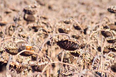 Crop in the Large field of dry sunflower on a sunny day. Autumn harvest., in the background big harvester mowing ripe,の写真素材