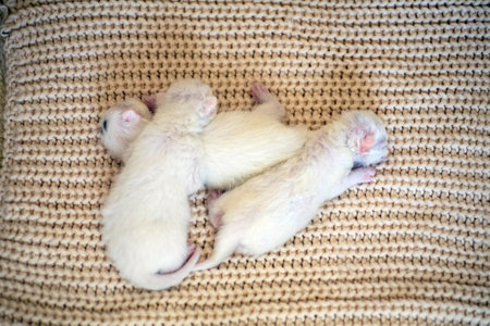 Newborn little kittens for the first time suck a cats milk with eyes closed. Little albino kittens are completely white. The cat gave birth to kittens and sleeps with them.の写真素材