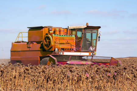 Crop in the Large field of dry sunflower on a sunny day. Autumn harvest., in the background big harvester mowing ripe,の写真素材