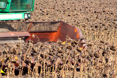 Crop in the Large field of dry sunflower on a sunny day. Autumn harvest., in the background big harvester mowing ripe,の写真素材