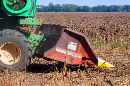 Crop in the Large field of dry sunflower on a sunny day. Autumn harvest., in the background big harvester mowing ripe,の写真素材