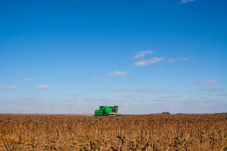 Crop in the Large field of dry sunflower on a sunny day. Autumn harvest., in the background big harvester mowing ripe,の写真素材