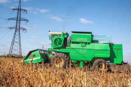 Crop in the Large field of dry sunflower on a sunny day. Autumn harvest., in the background big harvester mowing ripe,の写真素材