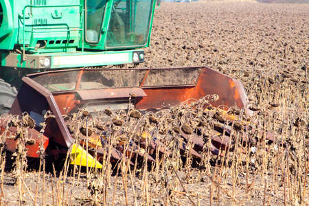 Crop in the Large field of dry sunflower on a sunny day. Autumn harvest., in the background big harvester mowing ripe,の写真素材